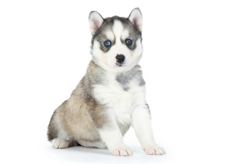 Wall Mural - Husky puppy isolated on white background