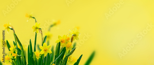 Yellow daffodil flowers Poster Mural XXL