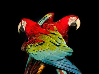 Pair of green winged macaw