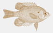 Flier, centrarchus macropterus, a freshwater sunfish from the southern united states in side view