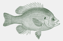 Spotted Sunfish Lepomis Punctatus, A Freshwater Fish From Southeastern United States