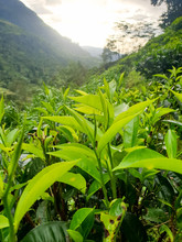 Closeup Photo Of Fresh Young Green Tea Leaves On The Top Of Tea Bushes