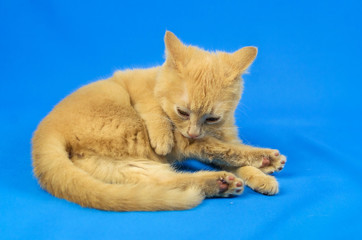 Little ginger kitten washing himself on a simple isolated color blue background with a copy space