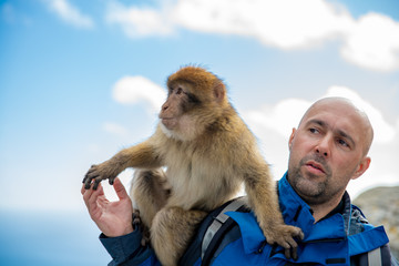 Wall Mural - A man with a monkey Macaca sylvanus on his shoulder in Gibraltar Wildlife Sanctuary