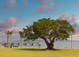 Canvas Print - A huge old oak tree on the coast by a wood and concrete pier.