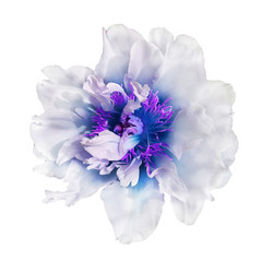 Beautiful fresh white and blue colored peony flower in full bloom.