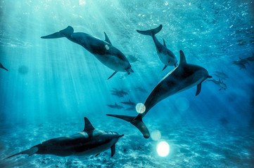 swimming with wild dolphins in Hawaii 