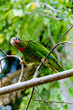 Green parrot ready for takeoff