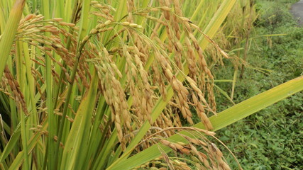 rice field in java