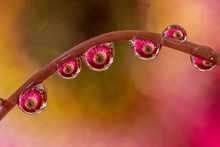 Gerbera Daisy Water Droplets Reflection