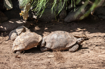 big turtle outdoors in the park