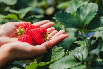 closeup view of Hands holding fresh strawberry collected in the organic farm.