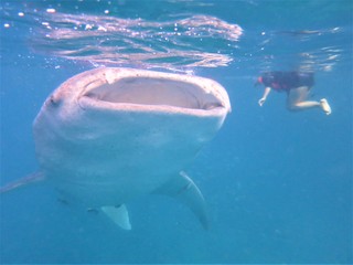 whale shark tour in Bohol island Philippines