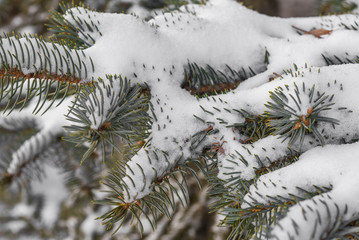 Snow Covered Pine Tree Branches Close Up