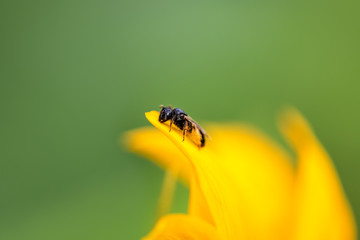 Bee. Close-up of a large striped bee sitting on a yellow flower and collects nectar on a green background on a Sunny summer day. Macro