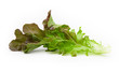 Red oak lettuce isolated on white background. Vegetable leaves as an ingredient in salad.