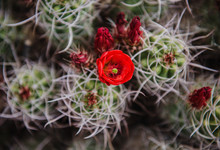 Blooming Cactus Flower In Joshua Tree National Park, California