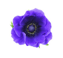 Blue Anemone Flower And Leaves