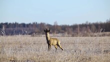 Angry Roe Deer In Mating Season In Frosty Dry Grass Field
