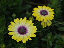 Close Up Of Yellow And Purple African Daisies With Unopened Buds Around