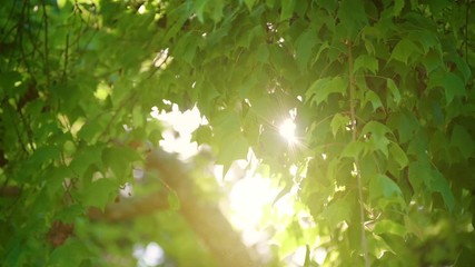 Fotomurales - The light is shining on the leaves and the wind blows slowly. The atmosphere is warm in summer.