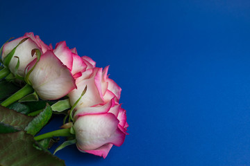 Wall Mural - Bouquet of roses on royal blue background. Close up of flowers. Concept of Mothers Day, 8 March, Women’s Day. .