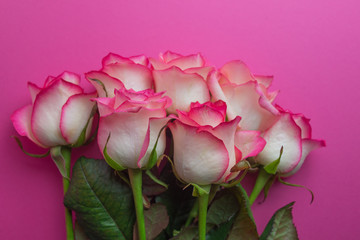 Wall Mural - Bouquet of roses on pink background. Close up of flowers. Concept of Mothers Day, 8 March, Women’s Day. .