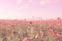 Soft Blur Of Cosmos Flowers Field With The Vintage Pink Color Style For Background