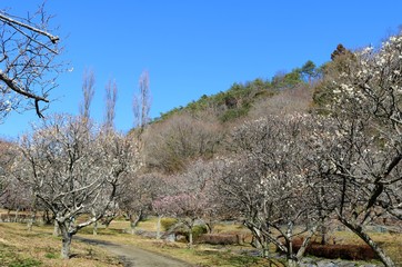 春　癒し　梅林　青空　道　風景　杤木