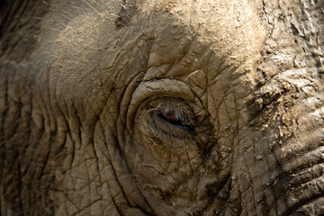 Old elephant in Chiang Mai Thailand