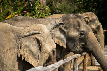 Old elephant in Chiang Mai Thailand