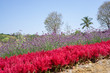Field of red Plumed Celusia or Wool Flower and purple Vervian or Verbena flower blossom on green leaves under blue sky, verbena is a natural medicine herb, plant in a Verbenaceae family