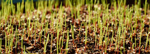 Green Young Grass Sprout With Seeds On Black Ground