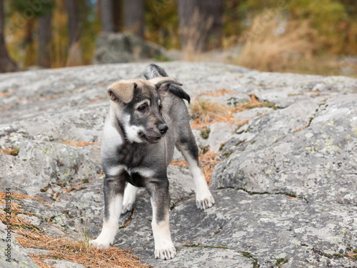 swedish elkhound puppy