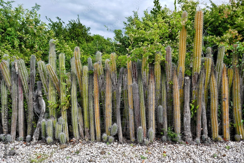Bonaire  Typical cactus fence near Kralendijk Stock Photo | Adobe Stock