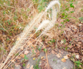 Yellow ear and leaves in the garden, autumn landscape