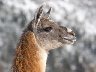 Sticker - Llama portrait on a snowy forest.