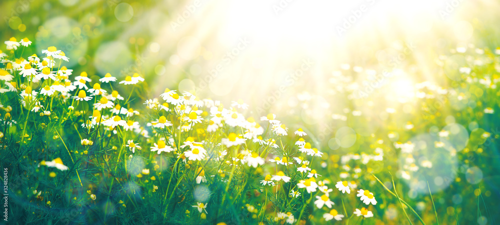 Summer nature in the form of a meadow with daisies. Daisies in the summer under the sun. Wallpaper in the form of summer nature. Flowers in soft light and toning. - obrazy, fototapety, plakaty 