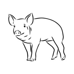 illustration of a pig