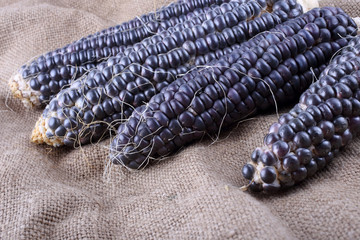 Poster - Black corn on bagging. Country style. Harvest