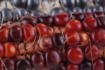 Canvas Print - Colorful corn background