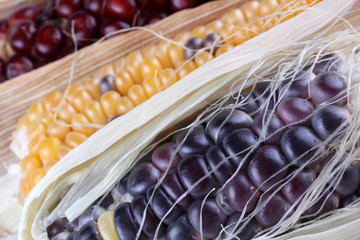 Canvas Print - Colorful corn background