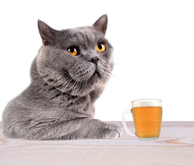 Poster - Sad depressive cat is drinking beer in pub