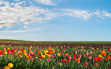 Tulip Field With Colorful Flowers, For Self Cutting. Blue Sky Background