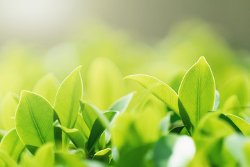 Wall Mural - select focus green leaf with sunshine background