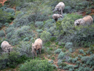 African bush elephant (Loxodonta africana), or African savanna elephant. Eastern Cape. South Africa