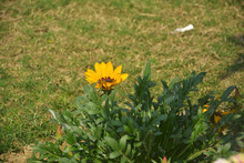 Close Up Of A Beautiful Single Yellow Gazania  ( Treasure Flower),  Gazania Rigens Flowers, South African Daisies Growing In The Garden In India, Selective Focusing 