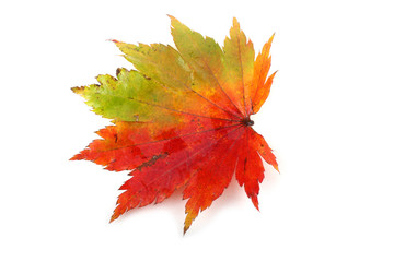 autumn maple leaf
