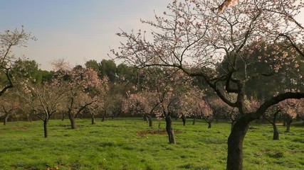 Wall Mural - Branches of blooming almond tree with pink flowers on the foreground with alleys of almond trees in bloom at Quinta de los Molinos city park downtown Madrid at Alcala street in early spring.