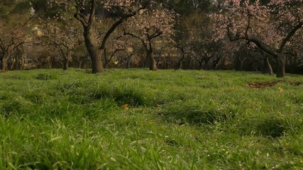 Wall Mural - Branches of blooming almond tree with pink flowers on the foreground with alleys of almond trees in bloom at Quinta de los Molinos city park downtown Madrid at Alcala street in early spring.